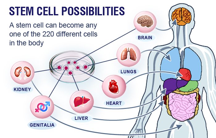 stemcell.jpg