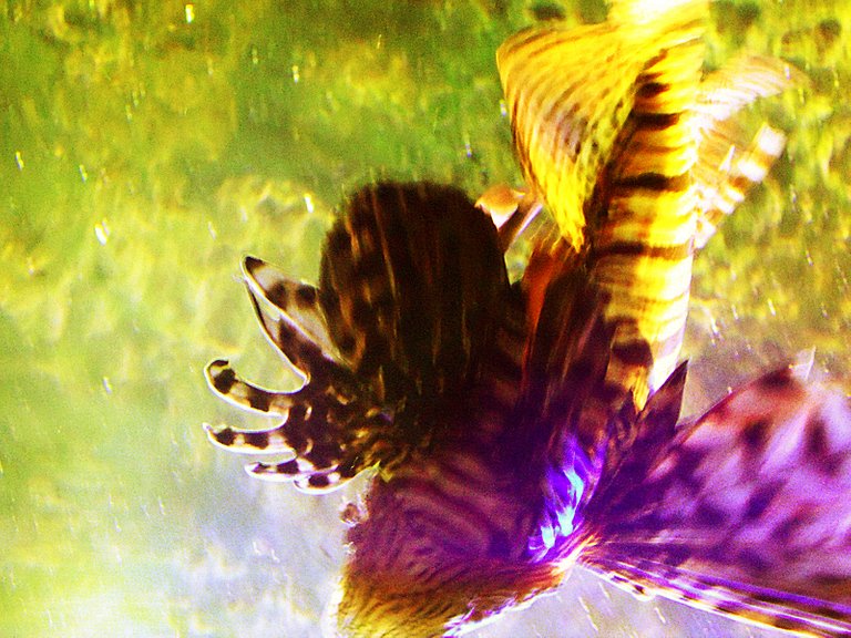 flipped-bright-angelfish.jpg