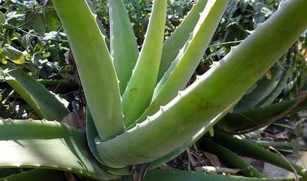 sabila-para-las-manchas-oscuras-aloe.jpg