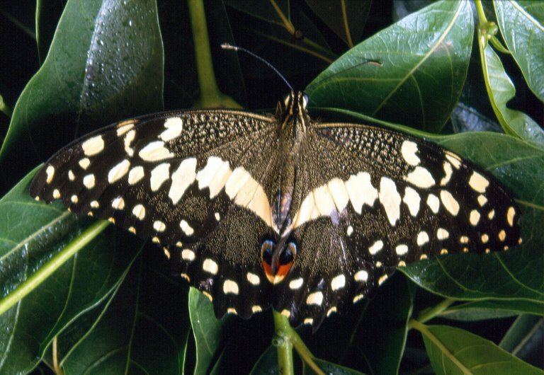 12. Butterfly - Bobiri Forest & Butterfly Sanctuary.JPG