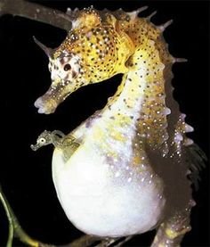 seahorse.jpg