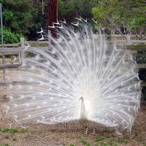 peacock 004.jpg