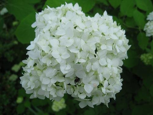 Hydrangea-arborescens-Annabelle--Elsa-Spezio--cc-by-sa-2-0.jpg