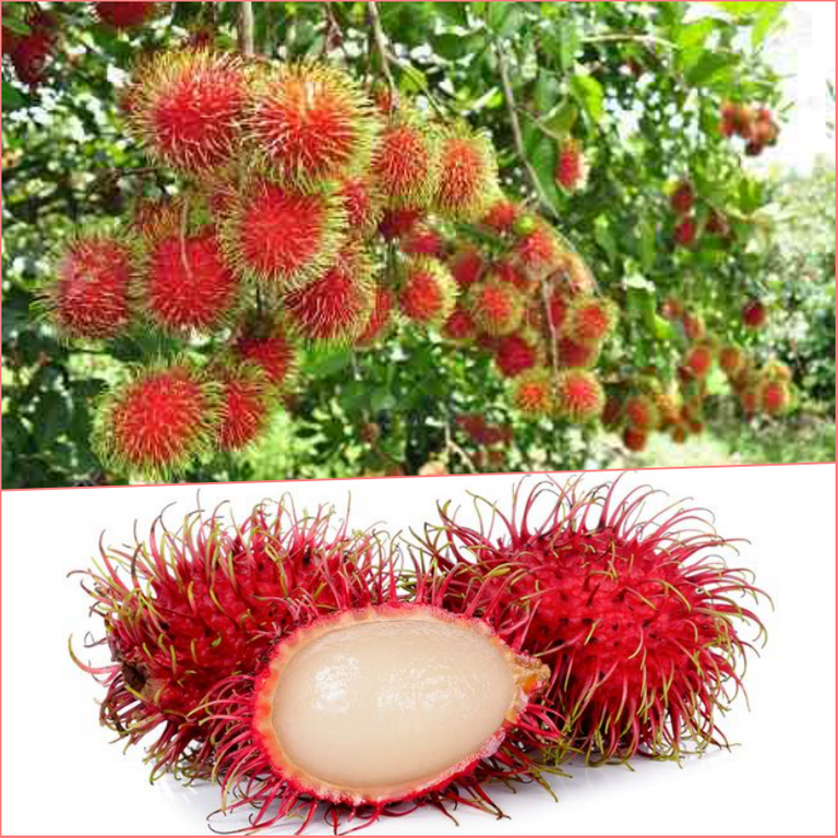 rambutan.png