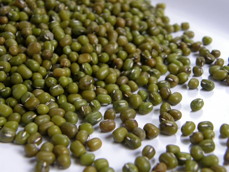 mung bean1.JPG