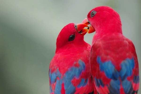 Cute-Love-Birds-Wallpaper-HD-3.jpg