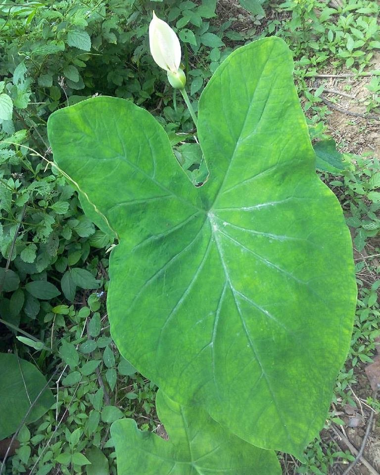 Colocasia esculenta.jpg