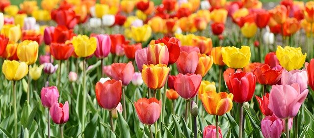 tulips-3333718_640.jpg