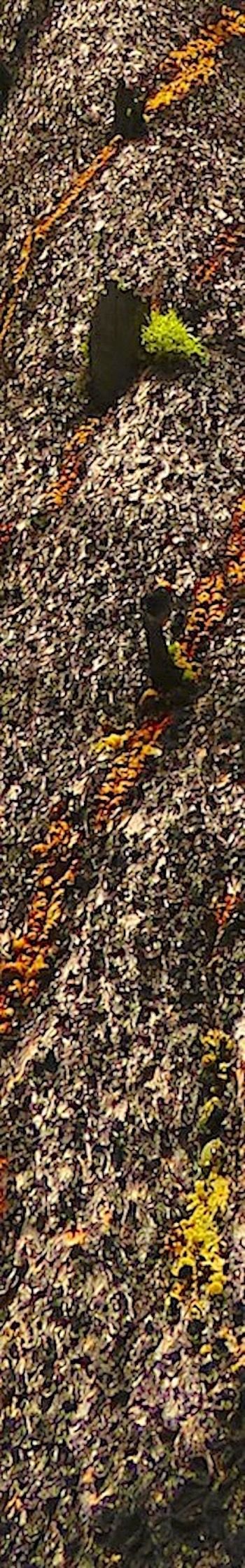 eric-bouchette's photography, "Grizzly's Mark, Jasper Bark".jpg