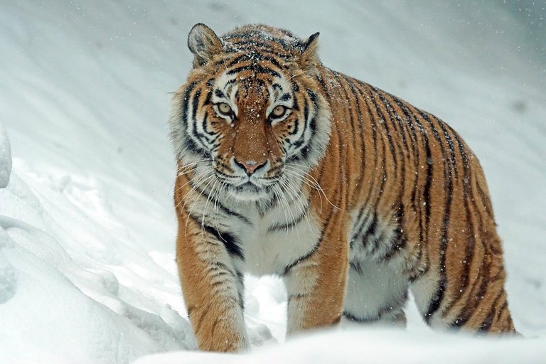 Amur_tiger_960.jpg