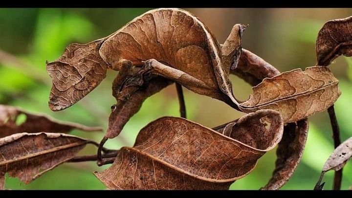 10-most-amazing-camouflaged-animals-1.jpg