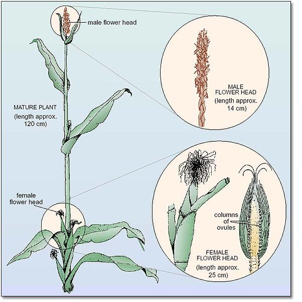 S4.3.4_-_Maize_plant_2.jpg