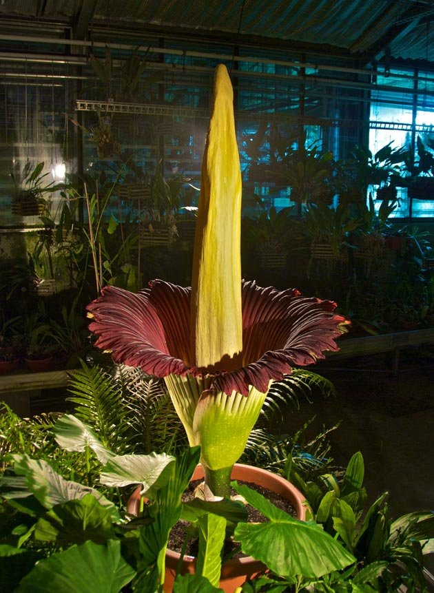 Titan-Arum-2.jpg