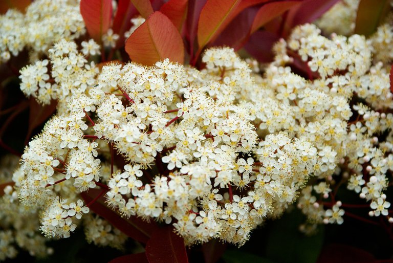 photinia-748763_1920.jpg