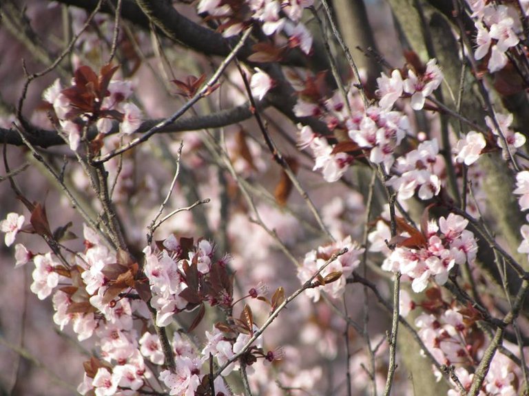 primavera en casa 3.jpg