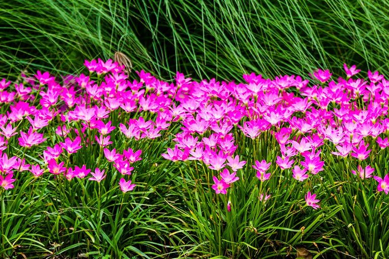 pink-rain-lily-flower-garden-changmai-thailand-45167398.jpg