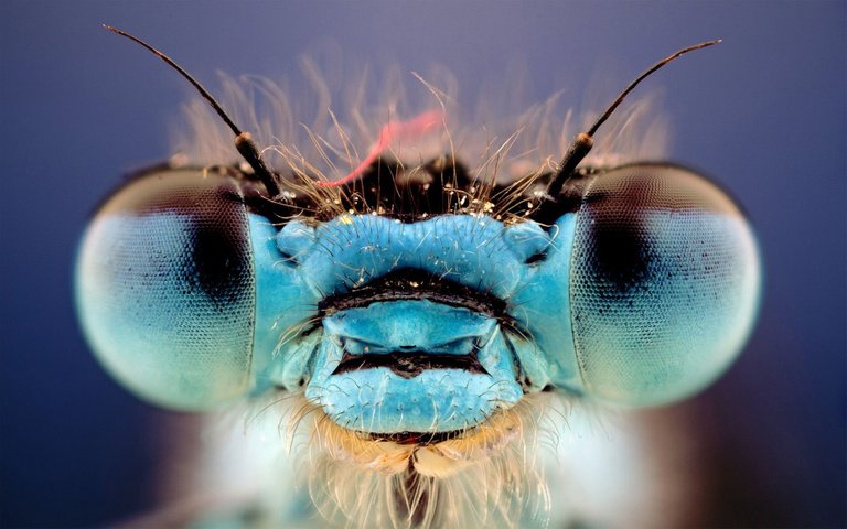 Dragonfly-Eyes.jpg