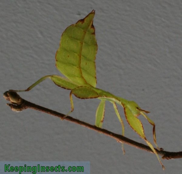 phyllium-leaf-insect.jpg