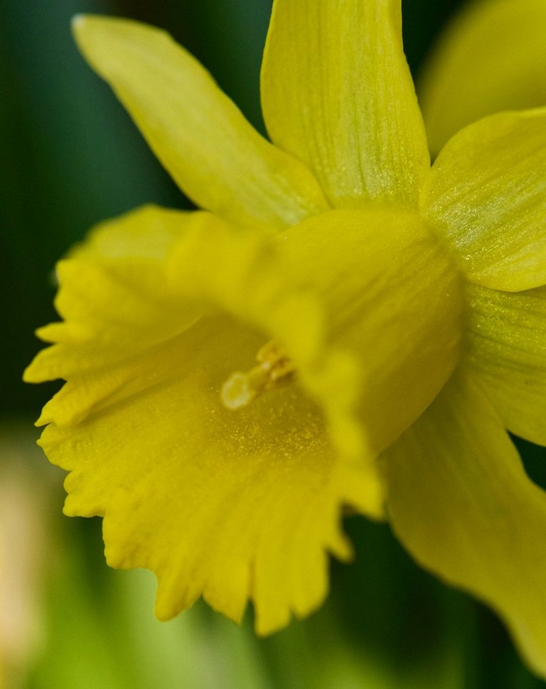 daffodil2.jpg