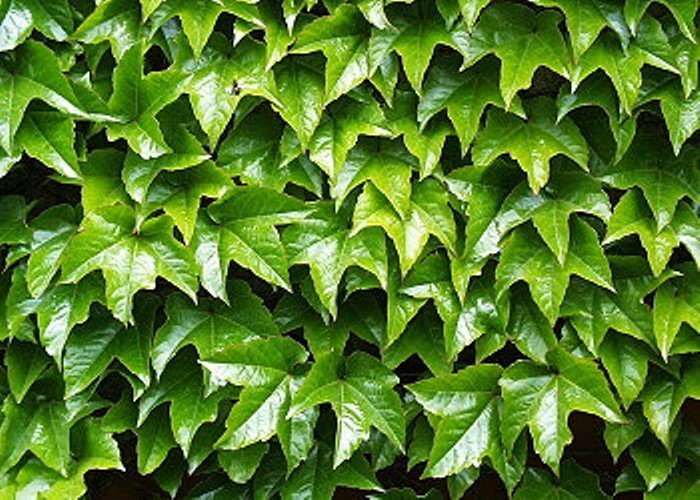 Parthenocissus-tricuspidata-evergreen-700x500.jpg