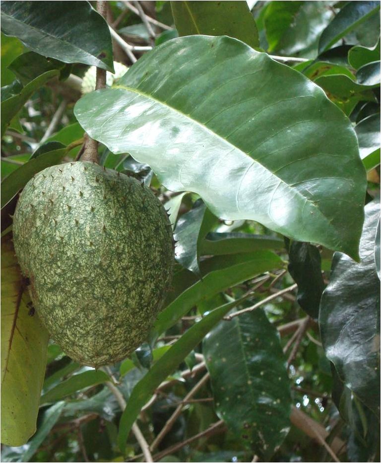 fruto annona muricata 6.jpg