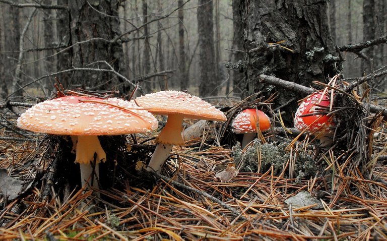 mushrooms-3404262_960_720.jpg