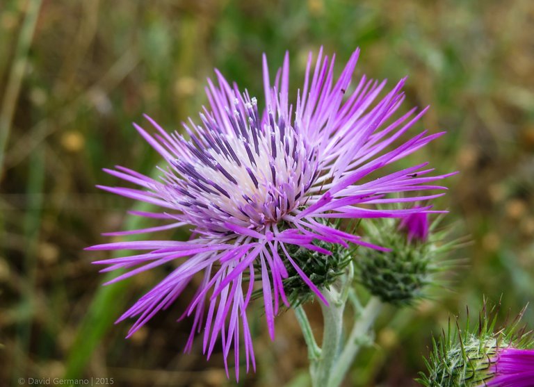 Galactites tomentosus .jpg