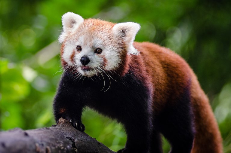 pd_Mathias-Appel_Red-Panda_flickr_2_pd.jpg