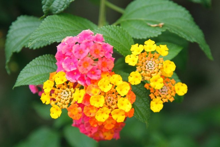 18-small-flowers.jpg