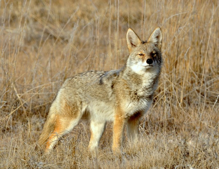 24a-Coyote-mc70-00652.jpg