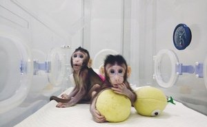 clone-monkey-02.jpg