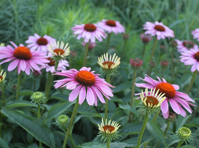 ECHINACEA.jpg