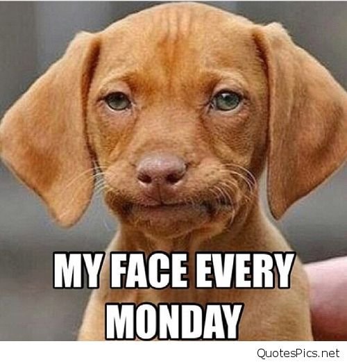 My-Face-Every-Monday-Funny-Sad-Dog-Meme-Picture.jpg