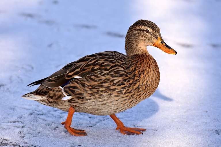 duck-3199712_1280.jpg