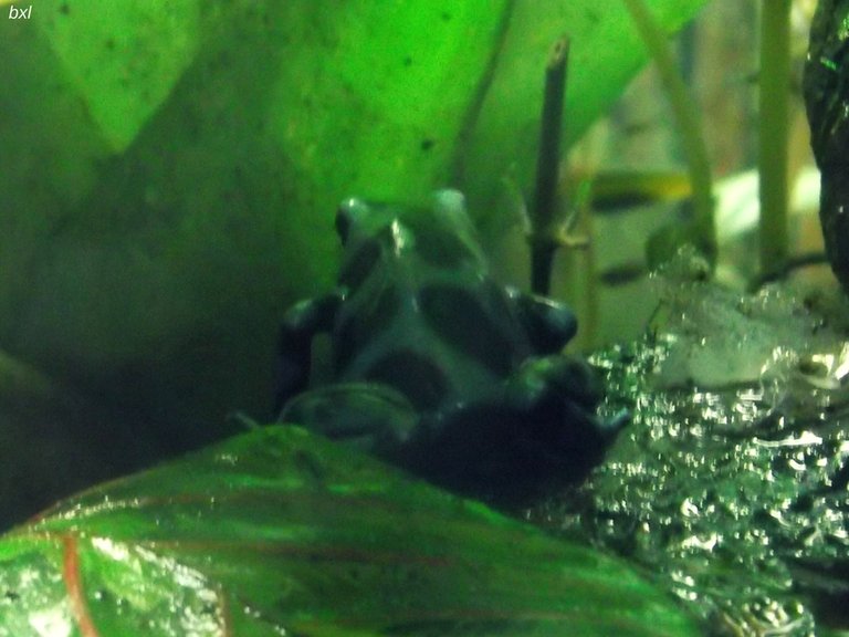 denver botanic garden terrarium frog bxlphabet.jpg