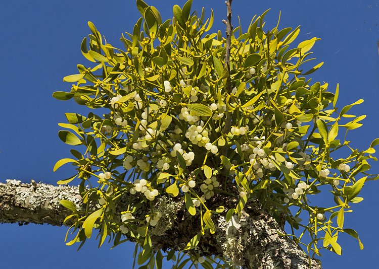 Mistletoe growing in tree.jpg