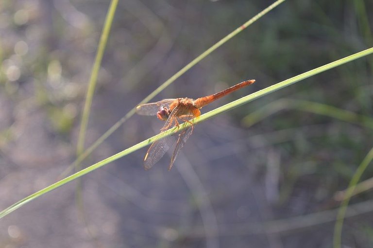 DSC_0461.jpg