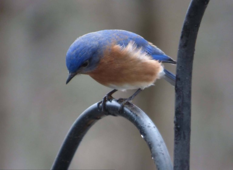 bluebird2.jpg