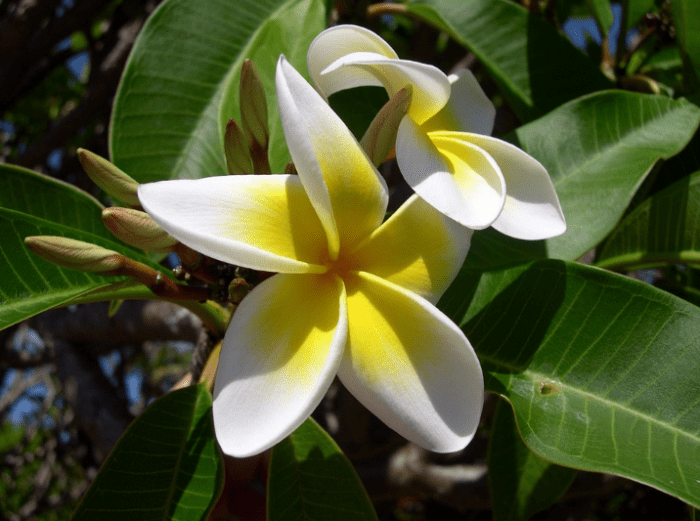 bunga-plumeria.png