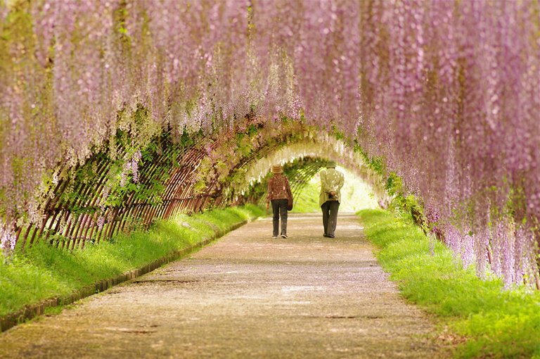 Couple-strolling-under-wisteria-tunnel-in-Japan.jpg