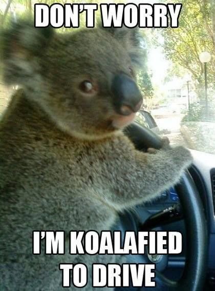 20-Funny-Animal-Jokes-and-Memes-23-Funny-Animals-humor.jpg