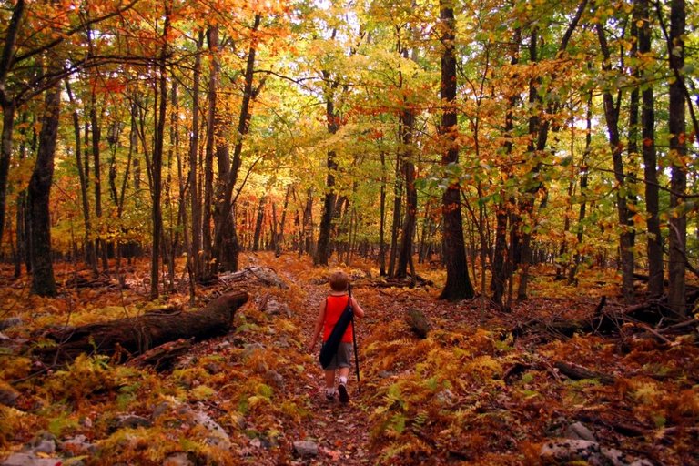 bright-fall-colors-hiking-trail.jpg