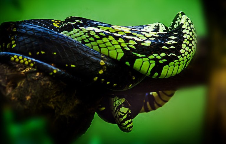 snake-959652_960_720.jpg