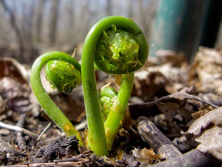 fiddlehead.jpg