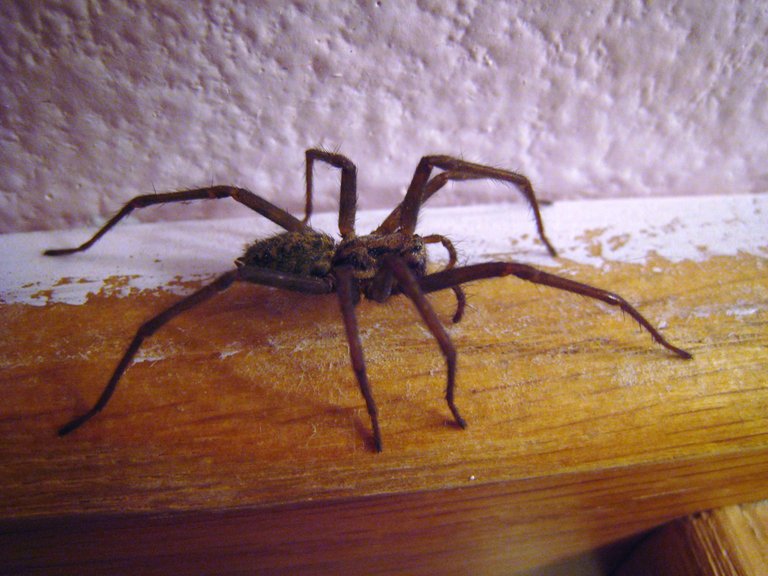 House_spider_side_view_01.JPG