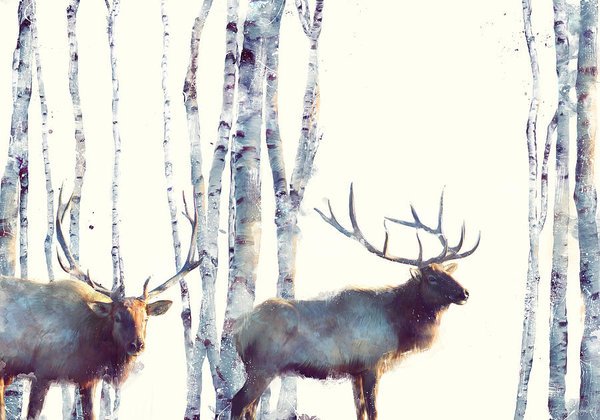 elk-follow-amy-hamilton.jpg