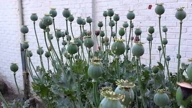 opiumpoppies.jpg