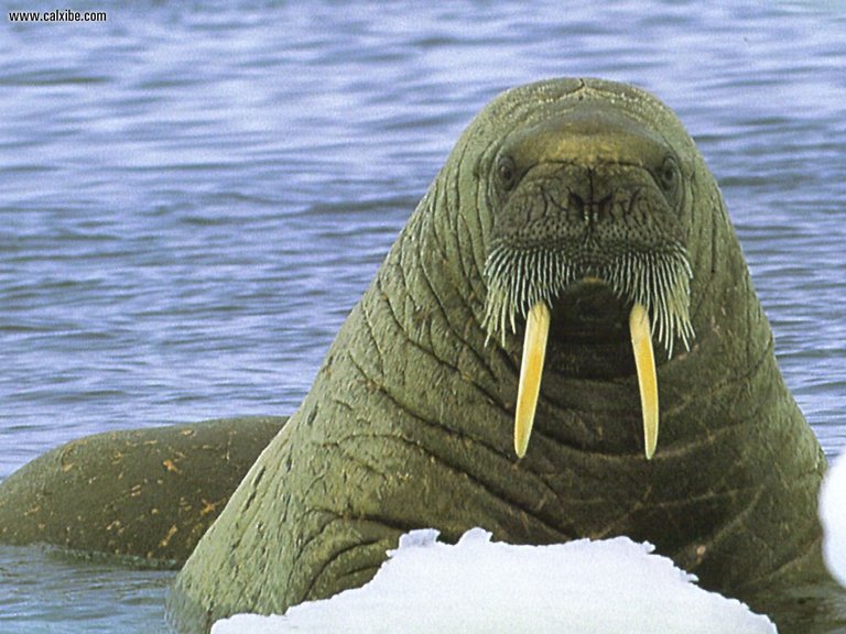 Walrus_6.jpg