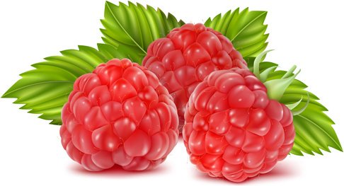 fresh_fruits_vector_572284.jpg