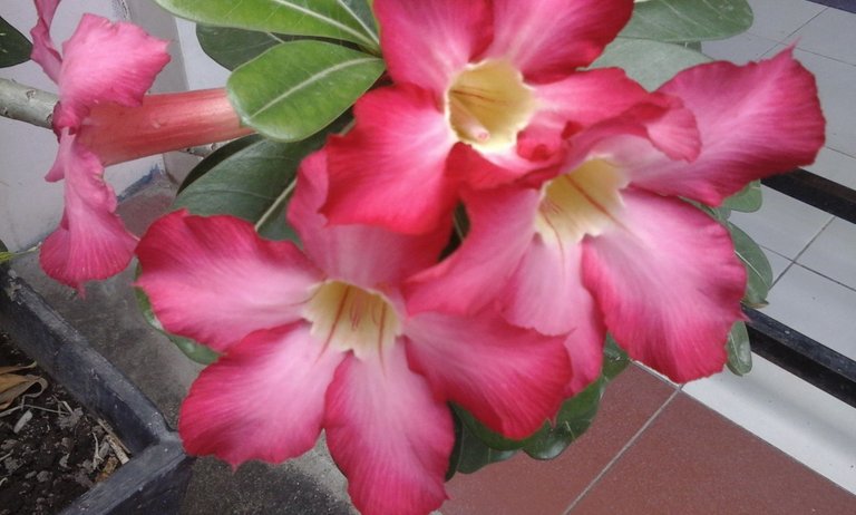 Kamboja-Adenium.jpg